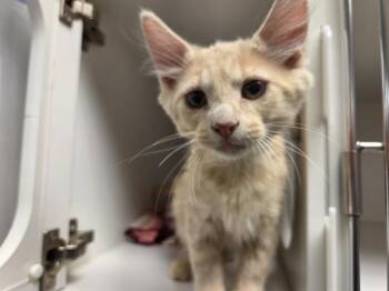 STEVE -  Domestic Long Hair Cat for Adoption in Kent, Washington - STEVE | PetCurious