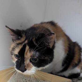 Kiki -  Domestic Short Hair Cat for Adoption in Jeffersonville, Indiana - Kiki | PetCurious