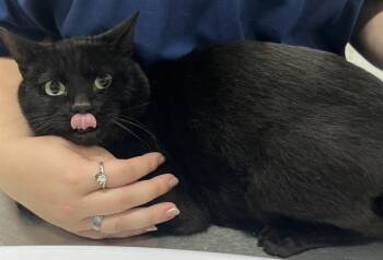 Rescue Domestic Short Hair Cats for Adoption - MIDNIGHT | PetCurious