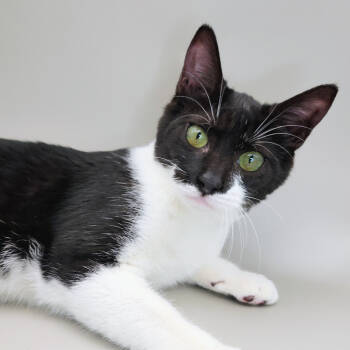 Rescue Domestic Short Hair Cats for Adoption in Williston, Florida - Bijoux | PetCurious