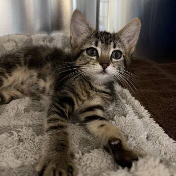 Emmie -  Domestic Short Hair Cat for Adoption in Long Beach, California - Emmie | PetCurious