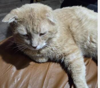 Domestic Short Hair Cats Available for Adoption - Paw Paw | PetCurious