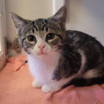 Micro -  Domestic Short Hair Cat for Adoption in Wheeling, Illinois - Micro | PetCurious