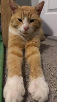 Tabby Cats Available for Adoption in Charlotte, North Carolina - Goldie | PetCurious