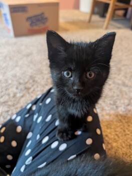 Domestic Short Hair Cats Available for Adoption in Fort Collins, Colorado - Starry Skye | PetCurious