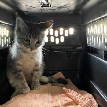Jake-Chow Hound Northland -  Domestic Short Hair Cat for Adoption in Grand Rapids, Michigan - Jake-Chow Hound Northland | PetCurious