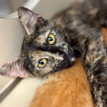 Tatum -  Domestic Short Hair Cat for Adoption in Cincinnati, Ohio - Tatum | PetCurious