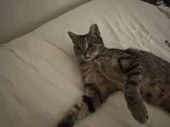Ella -  American Shorthair Cat for Adoption in Florham Park, New Jersey - Ella | PetCurious