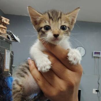 Domestic Short Hair Cats Available for Adoption in Vieques, Vieques - Churro | PetCurious