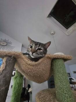 American Shorthair Cats Available for Adoption - Peggy Sue | PetCurious