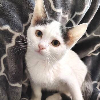 Arwen -  Domestic Short Hair Cat for Adoption in Blackfoot, Idaho - Arwen | PetCurious