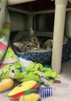 Rescue Domestic Medium Hair Cats for Adoption in Wellington, Kansas - Little Man | PetCurious