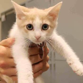 William -  Domestic Short Hair Cat for Adoption in Port Washington, New York - William | PetCurious