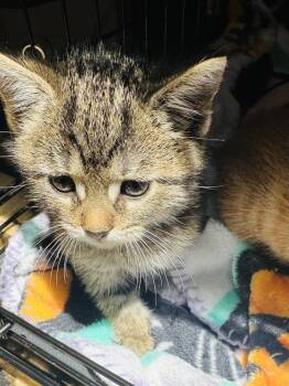 Banjo -  Domestic Short Hair Cat for Adoption in Jackson, Georgia - Banjo | PetCurious