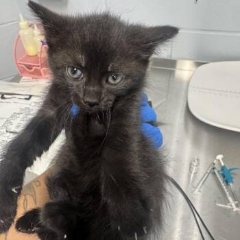 Kenai -  Domestic Short Hair Cat for Adoption in Indianapolis, Indiana - Kenai | PetCurious