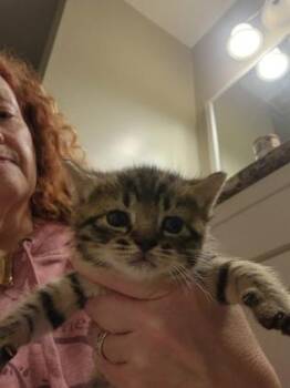 Jordan (Bush Litter) -  Domestic Short Hair and Tabby Cat for Adoption in Baltimore, Maryland - Jordan (Bush Litter) | PetCurious