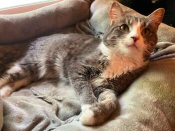 Samantha -  Domestic Short Hair Cat for Adoption in Milton, Delaware - Samantha | PetCurious