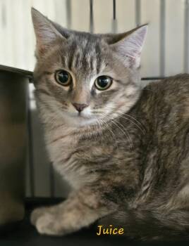 Rescue Domestic Short Hair Cats for Adoption in Cedar Rapids, Iowa - Juice | PetCurious