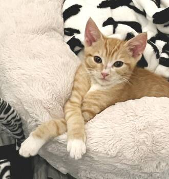 Leo -  Tabby Cat for Adoption in Alameda, California - Leo | PetCurious