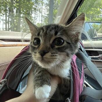 Shoo Fly -  Domestic Long Hair Cat for Adoption in Greensboro, North Carolina - Shoo Fly | PetCurious