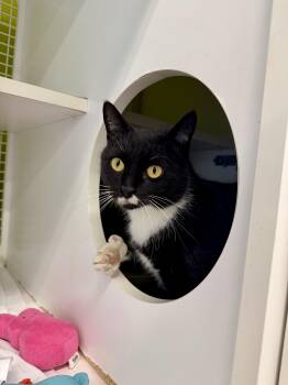 Domestic Short Hair Cats Available for Adoption - Poppy | PetCurious