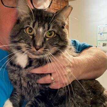Domestic Medium Hair Cats Available for Adoption in Granby, Missouri - Nova Eclipse            ENA-A-1582             10.4# | PetCurious