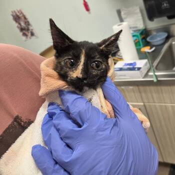 Fiona -  Domestic Short Hair Cat for Adoption in Chattanooga, Tennessee - Fiona | PetCurious