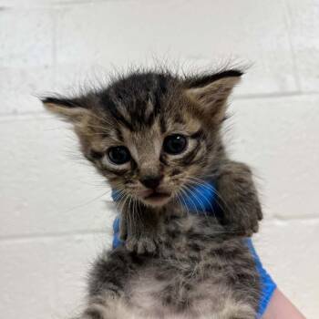 Domestic Short Hair Cats Available for Adoption in Lyndhurst, Virginia - SVAS-Stray-38713 | PetCurious
