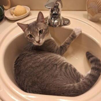 Frankie -  Domestic Short Hair Cat for Adoption in Tampa, Florida - Frankie | PetCurious
