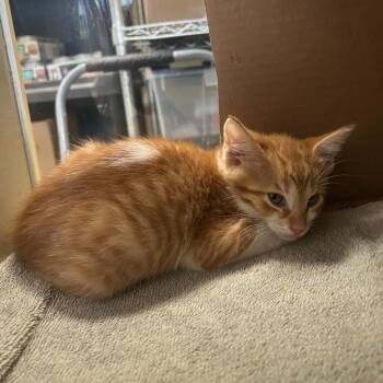 Rumi -  Domestic Short Hair Cat for Adoption in West Olive, Michigan - Rumi | PetCurious