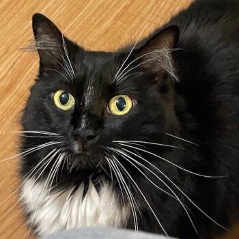 Domestic Long Hair Cats Available for Adoption in Houston, Texas - Missy | PetCurious