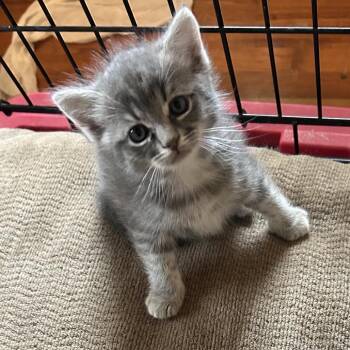 American Shorthair Cats Available for Adoption in Mount Vernon, Arkansas - Sandy | PetCurious