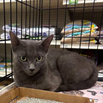 Prudence -  Domestic Short Hair Cat for Adoption in NEW PT RICHEY, Florida - Prudence | PetCurious