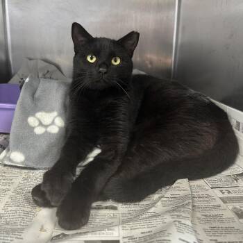 Dr. Hisstopher -  Domestic Short Hair Cat for Adoption in San Antonio, Texas - Dr. Hisstopher | PetCurious