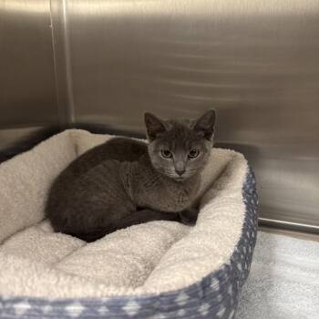 Peppa -  Domestic Short Hair Cat for Adoption in Attica, New York - Peppa | PetCurious