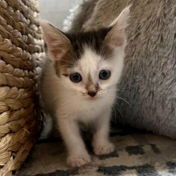 Nero -  Domestic Short Hair Cat for Adoption in Midland, Texas - Nero | PetCurious