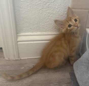 Ed Curtis -  Tabby and Domestic Medium Hair Cat for Adoption in Chandler, Arizona - Ed Curtis | PetCurious