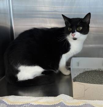 Rescue Domestic Short Hair Cats for Adoption in Salisbury, North Carolina - MISHA | PetCurious