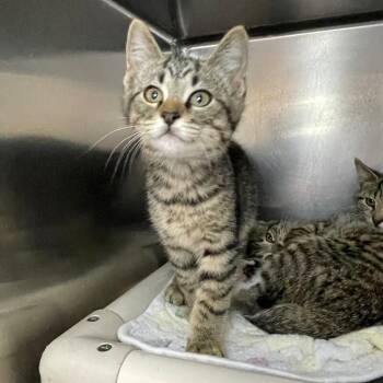Domestic Short Hair Cats Available for Adoption in Roanoke, Virginia - Purrfect | PetCurious
