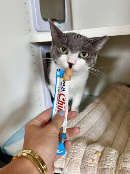 Max -  Domestic Short Hair Cat for Adoption in Ramsey, New Jersey - Max | PetCurious