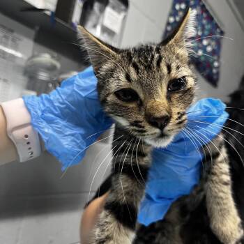 Polo -  Domestic Short Hair Cat for Adoption in Summerville, South Carolina - Polo | PetCurious