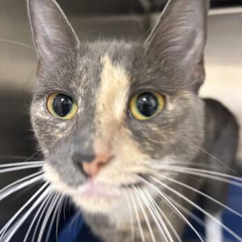 Lady -  Domestic Short Hair Cat for Adoption in Bedford, New Hampshire - Lady | PetCurious