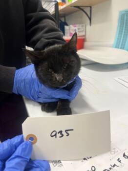 Rescue Domestic Short Hair Cats for Adoption - Barnabas | PetCurious