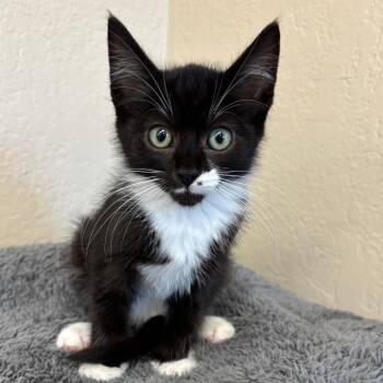 Tyler -  Domestic Short Hair Cat for Adoption in Medford, Oregon - Tyler | PetCurious