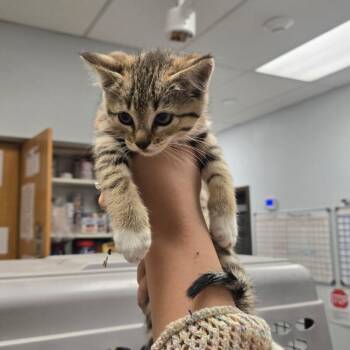 Animas -  Domestic Short Hair Cat for Adoption in Durango, Colorado - Animas | PetCurious