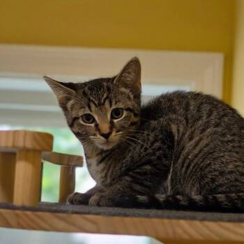 Clara -  Domestic Short Hair Cat for Adoption in Muncie, Indiana - Clara | PetCurious