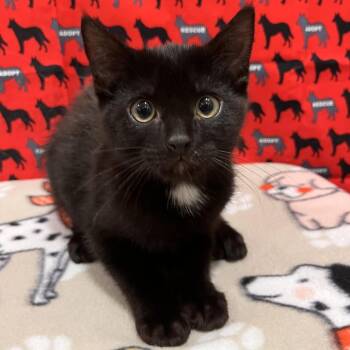 Quinten -  Domestic Short Hair Cat for Adoption in Washburn, Missouri - Quinten | PetCurious