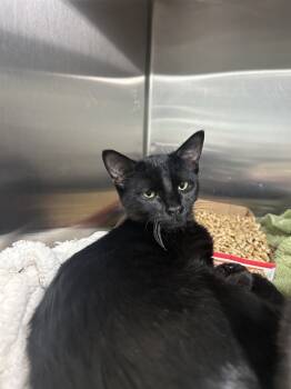 Rescue Domestic Short Hair Cats for Adoption in Fort Walton Beach, Florida - ALAMO DANGER | PetCurious