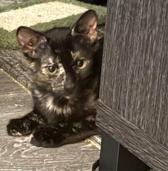 Nina Tortellina -  Domestic Short Hair Cat for Adoption in Chandler, Arizona - Nina Tortellina | PetCurious
