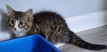 2026-66 Magna - in foster -  Domestic Medium Hair Cat for Adoption in Windsor, Connecticut - 2026-66 Magna - In Foster | PetCurious